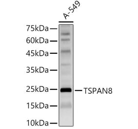 Western Blot - Anti-Tspan-8 Antibody (A88950) - Antibodies.com