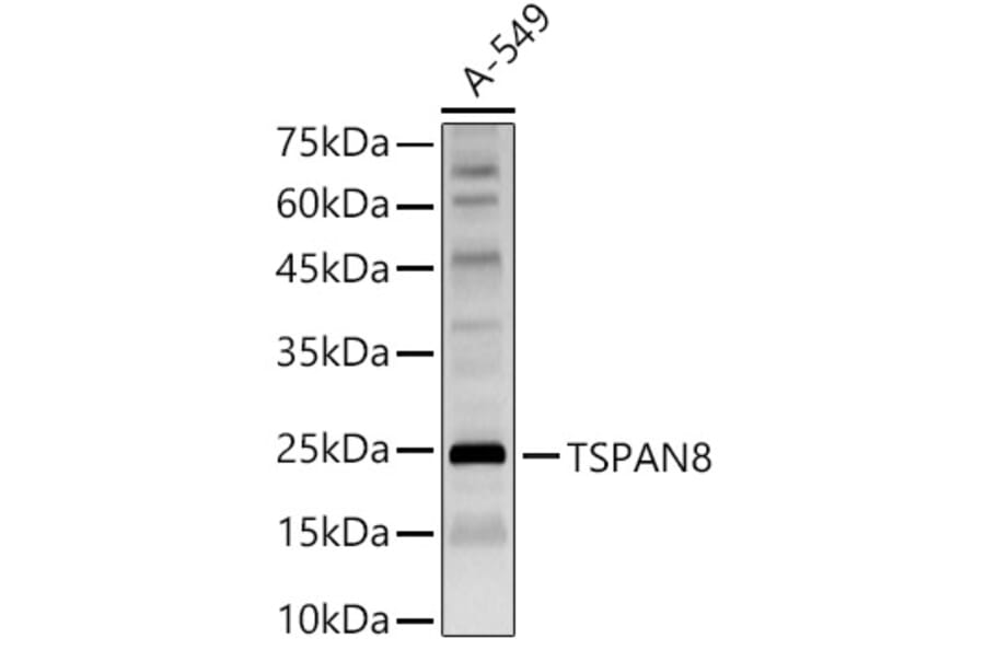 Western Blot - Anti-Tspan-8 Antibody (A88950) - Antibodies.com