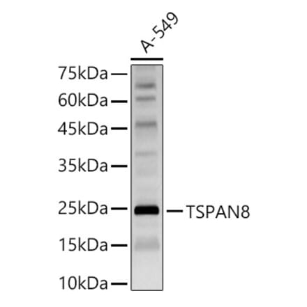 Western Blot - Anti-Tspan-8 Antibody (A88950) - Antibodies.com