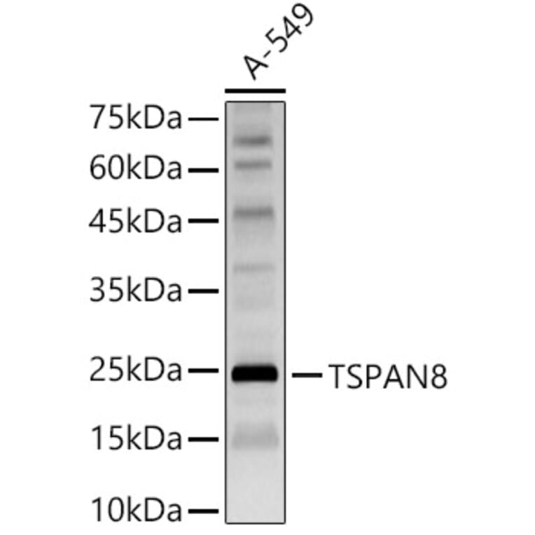 Western Blot - Anti-Tspan-8 Antibody (A88950) - Antibodies.com
