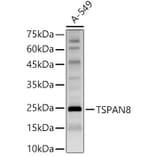Western Blot - Anti-Tspan-8 Antibody (A88950) - Antibodies.com