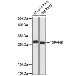 Western Blot - Anti-Tspan-8 Antibody (A88951) - Antibodies.com