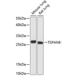 Western Blot - Anti-Tspan-8 Antibody (A88951) - Antibodies.com
