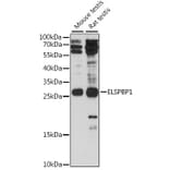 Western Blot - Anti-ELSPBP1 Antibody (A88952) - Antibodies.com