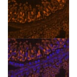Immunofluorescence - Anti-ELSPBP1 Antibody (A88952) - Antibodies.com
