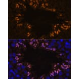 Immunofluorescence - Anti-ELSPBP1 Antibody (A88952) - Antibodies.com