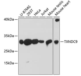 Western Blot - Anti-TXNDC9 Antibody (A88954) - Antibodies.com