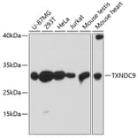 Western Blot - Anti-TXNDC9 Antibody (A88954) - Antibodies.com