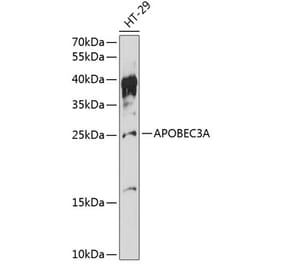 Western Blot - Anti-APOBEC3A Antibody (A88958) - Antibodies.com