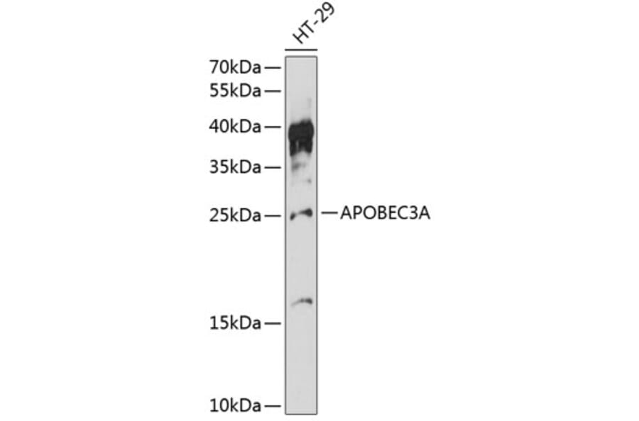 Western Blot - Anti-APOBEC3A Antibody (A88958) - Antibodies.com