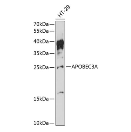 Western Blot - Anti-APOBEC3A Antibody (A88958) - Antibodies.com