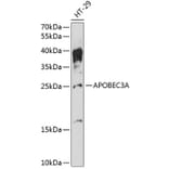 Western Blot - Anti-APOBEC3A Antibody (A88958) - Antibodies.com