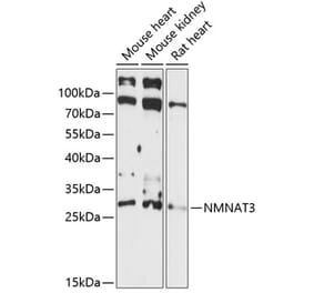 Western Blot - Anti-NMNAT3 Antibody (A88959) - Antibodies.com