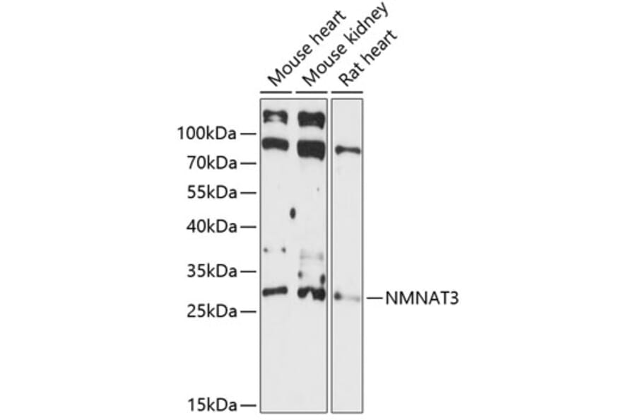 Western Blot - Anti-NMNAT3 Antibody (A88959) - Antibodies.com
