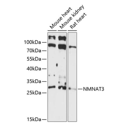 Western Blot - Anti-NMNAT3 Antibody (A88959) - Antibodies.com
