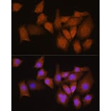 Immunofluorescence - Anti-NMNAT3 Antibody (A88959) - Antibodies.com