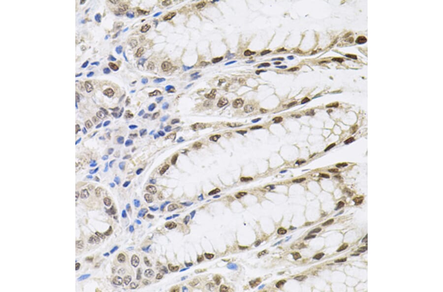 Immunohistochemistry - Anti-SFRS9 Antibody (A6070) - Antibodies.com