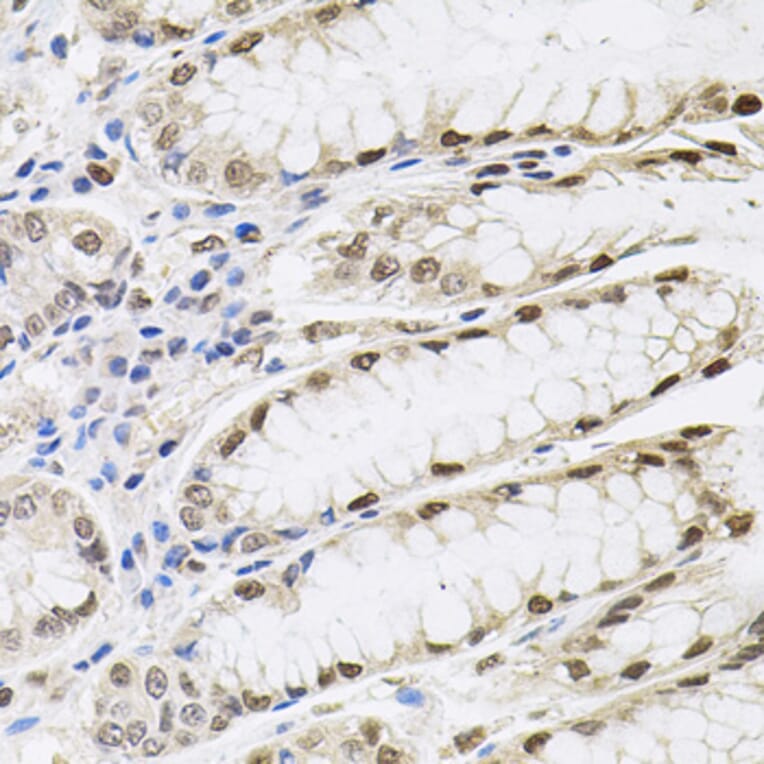 Immunohistochemistry - Anti-SFRS9 Antibody (A6070) - Antibodies.com