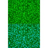 Immunofluorescence - Anti-SFRS9 Antibody (A6070) - Antibodies.com