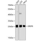 Western Blot - Anti-SFRS9 / SRSF9 Antibody (A88962) - Antibodies.com