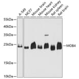Western Blot - Anti-PREI3 Antibody (A88964) - Antibodies.com