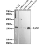 Western Blot - Anti-RABL3 Antibody (A88971) - Antibodies.com