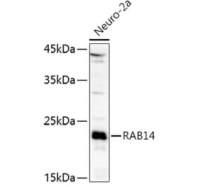 Western Blot - Anti-RAB14 Antibody (A88973) - Antibodies.com