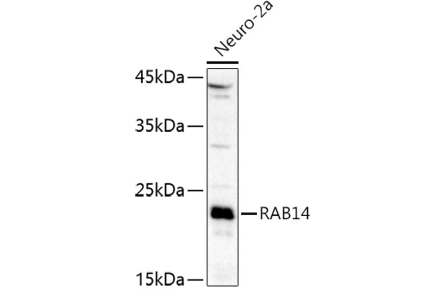 Western Blot - Anti-RAB14 Antibody (A88973) - Antibodies.com