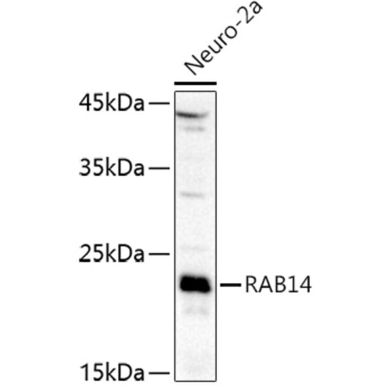 Western Blot - Anti-RAB14 Antibody (A88973) - Antibodies.com