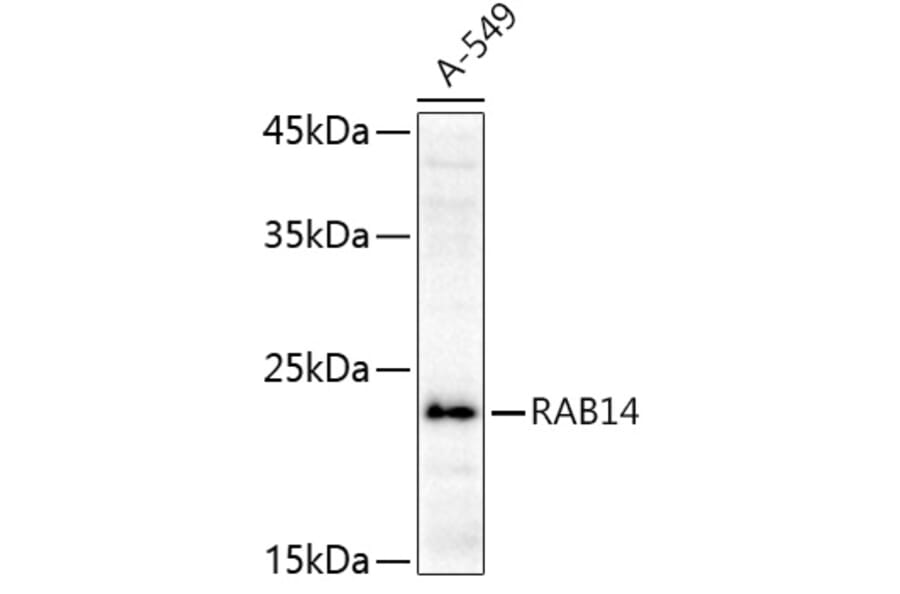 Western Blot - Anti-RAB14 Antibody (A88973) - Antibodies.com