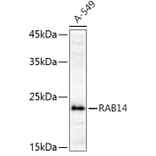 Western Blot - Anti-RAB14 Antibody (A88973) - Antibodies.com