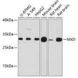 Western Blot - Anti-MXI1 Antibody (A88974) - Antibodies.com