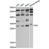 Western Blot - Anti-IDI1 Antibody (A13826) - Antibodies.com