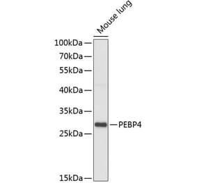 Western Blot - Anti-PEBP4 Antibody (A88976) - Antibodies.com