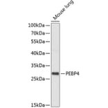Western Blot - Anti-PEBP4 Antibody (A88976) - Antibodies.com