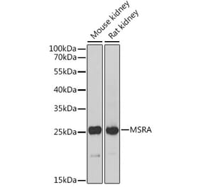 Western Blot - Anti-MSRA Antibody (A88977) - Antibodies.com