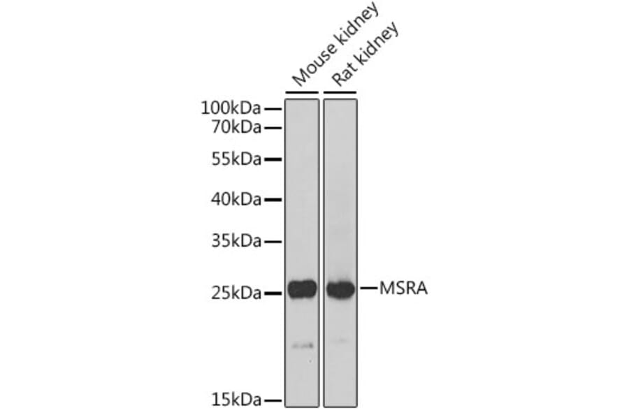 Western Blot - Anti-MSRA Antibody (A88977) - Antibodies.com