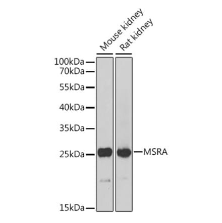 Western Blot - Anti-MSRA Antibody (A88977) - Antibodies.com