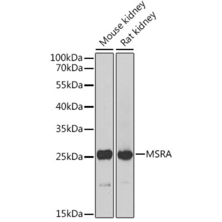 Western Blot - Anti-MSRA Antibody (A88977) - Antibodies.com