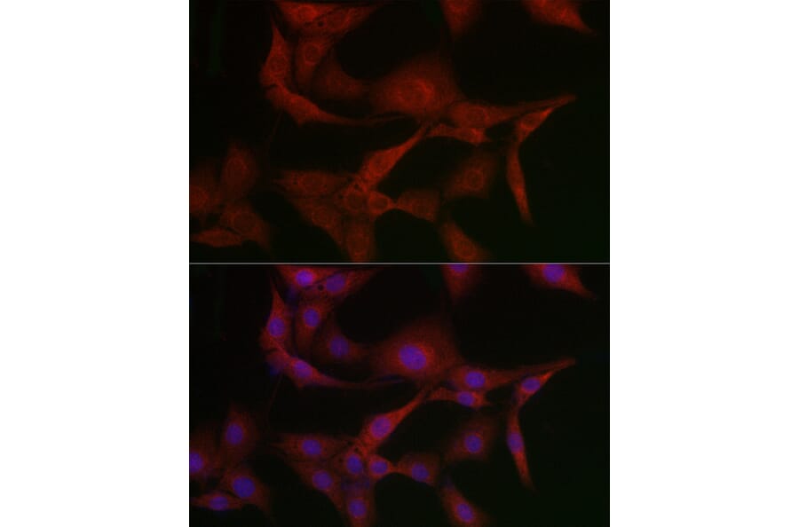 Immunofluorescence - Anti-MSRA Antibody (A88977) - Antibodies.com