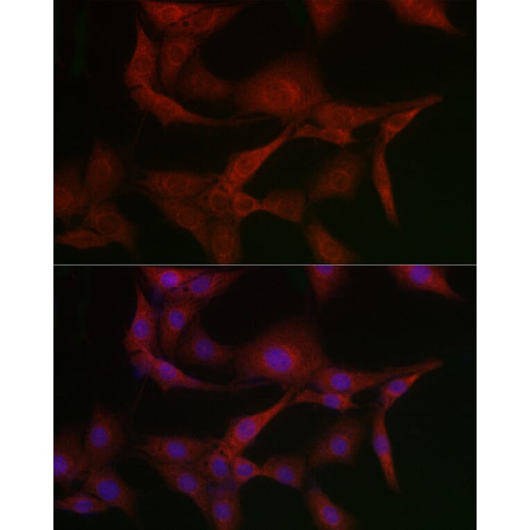 Immunofluorescence - Anti-MSRA Antibody (A88977) - Antibodies.com