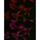 Immunofluorescence - Anti-MSRA Antibody (A88977) - Antibodies.com