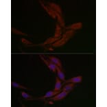 Immunofluorescence - Anti-MSRA Antibody (A88977) - Antibodies.com