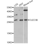 Western Blot - Anti-CLEC3B Antibody (A12358) - Antibodies.com