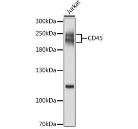 Western Blot - Anti-CD45 Antibody (A88986) - Antibodies.com
