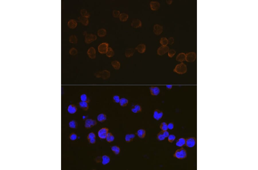 Immunofluorescence - Anti-CD45 Antibody (A88986) - Antibodies.com