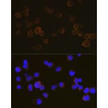 Immunofluorescence - Anti-CD45 Antibody (A88986) - Antibodies.com