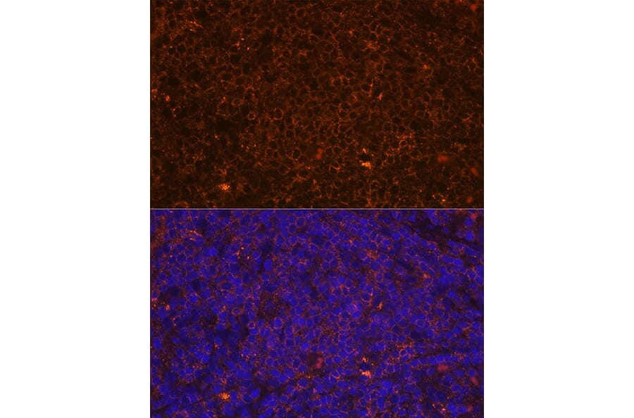 Immunofluorescence - Anti-CD45 Antibody (A88986) - Antibodies.com
