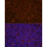 Immunofluorescence - Anti-CD45 Antibody (A88986) - Antibodies.com