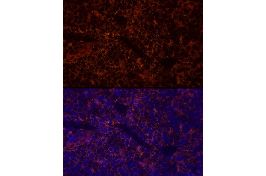 Immunofluorescence - Anti-CD45 Antibody (A88986) - Antibodies.com